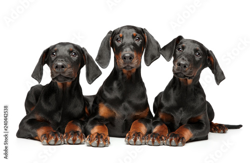 A group of young puppies Doberman Pinscher
