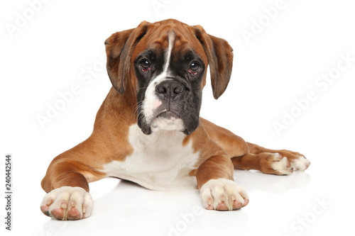 Beautiful German Boxer puppy on white background © jagodka