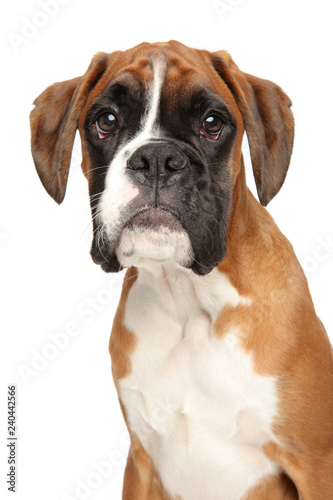 Close-up portrait of Boxer puppy, 5 months old