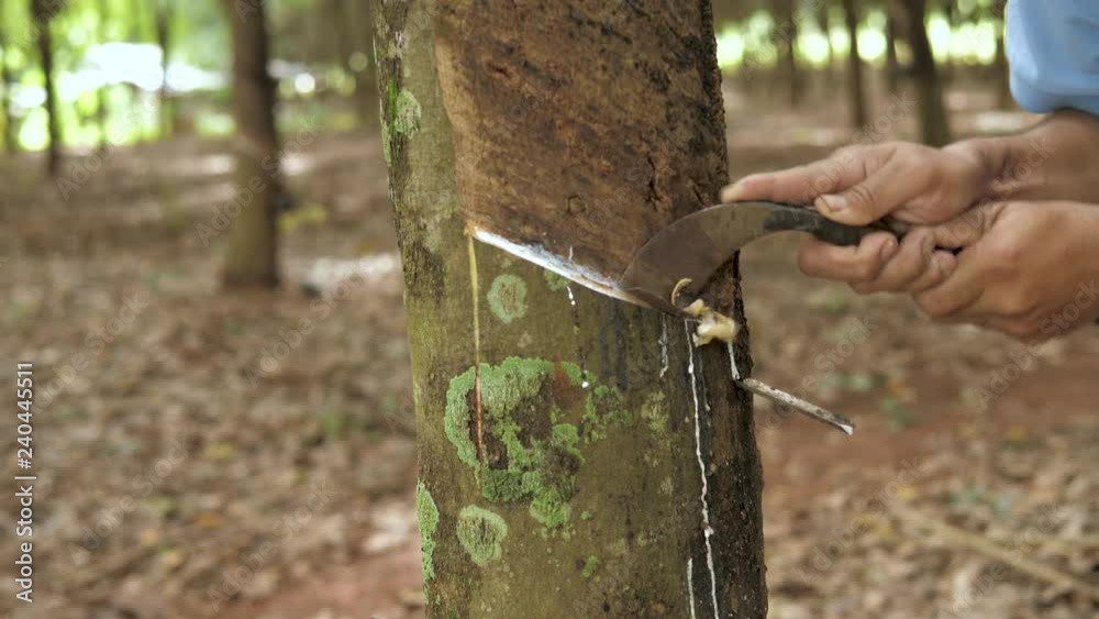 Hands of the gardeners who are tapping rubber trees