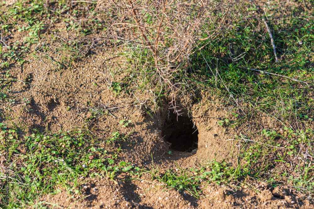 Deep hole of a wild animal in the ground Deep hole of a wild animal in the ground