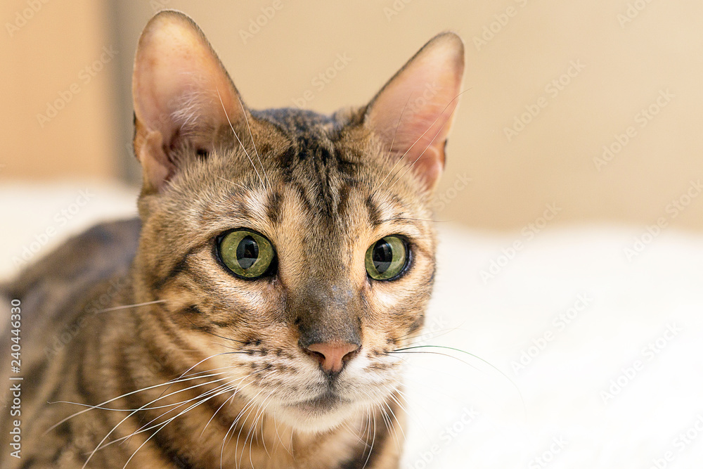 portrait of a cute bengal cat at home