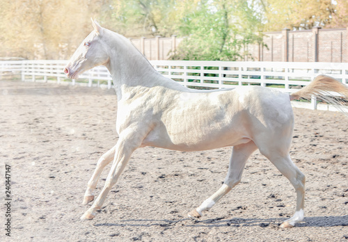 Akhal-Teke horse portrait. Perlino or cremello thoroughbred mare with blue eyes, blur golden foliage background. Turkmen purebred blue-eyed isabelline equine.