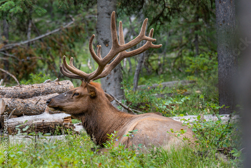 elk in yellowstone