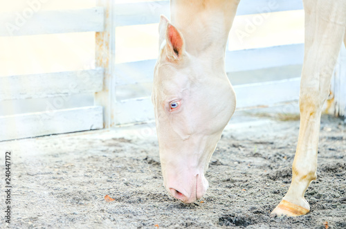Akhal-Teke horse portrait. Perlino or cremello thoroughbred mare with blue eyes, blur golden foliage background. Turkmen purebred blue-eyed isabelline equine.