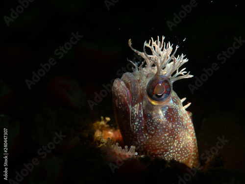 Fringehead on Shale Island  Monterey