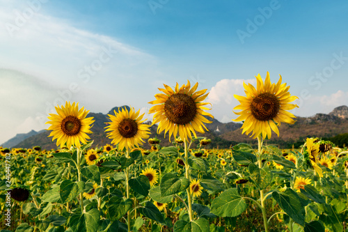 Lopburi Sunflowers