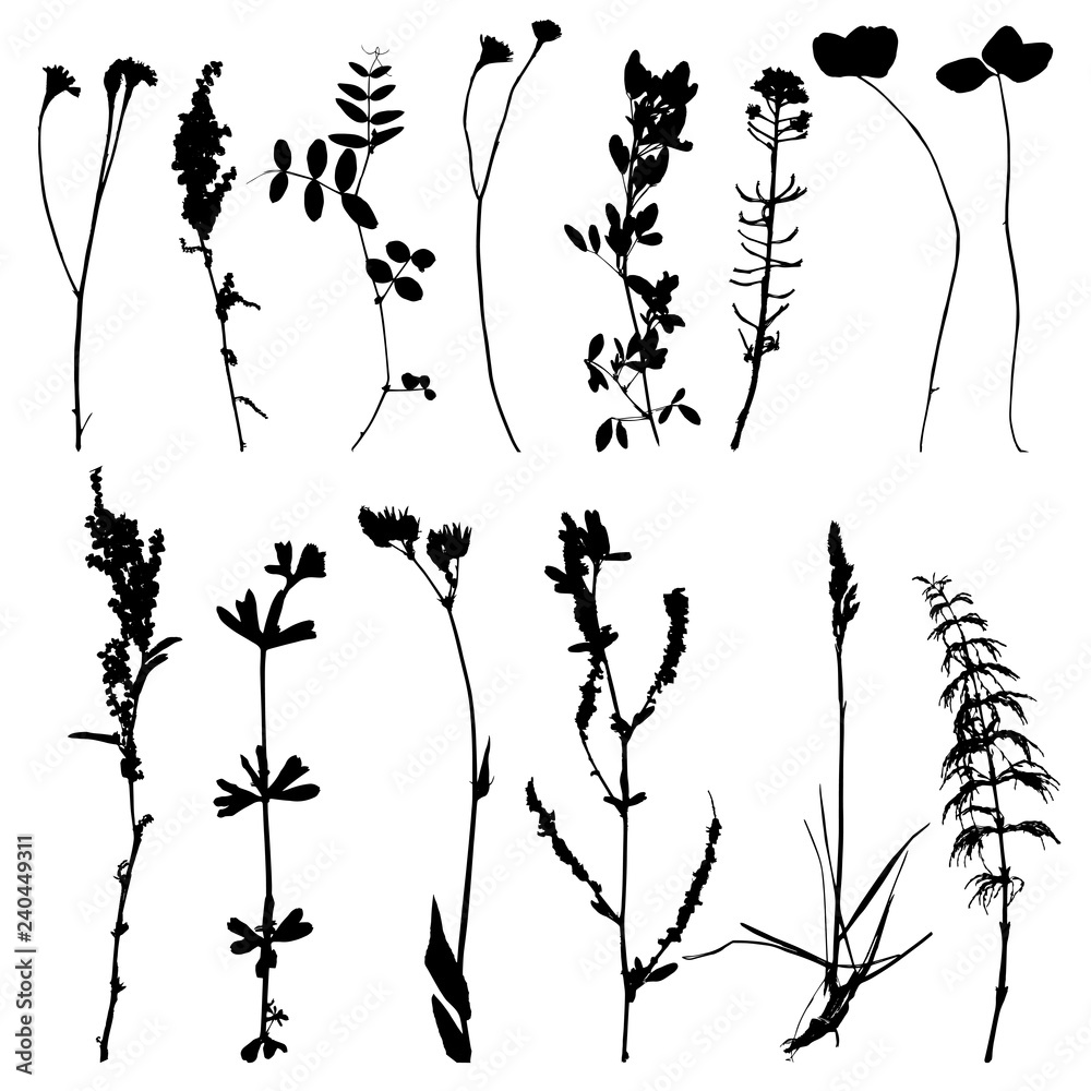 Obraz premium Set of herbs and flowers silhouettes
