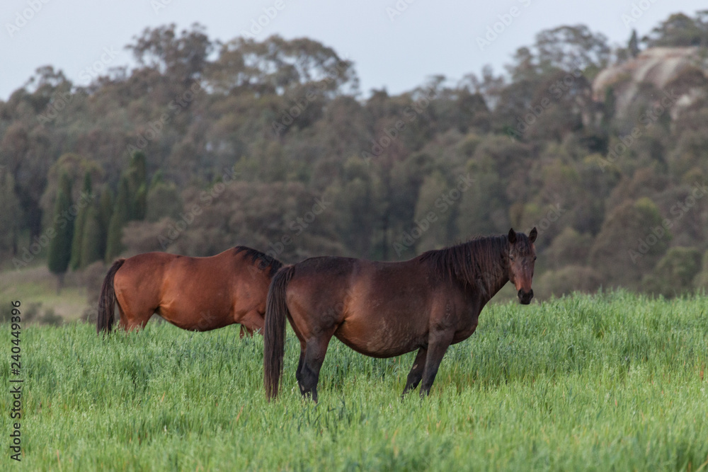 Fototapeta premium Horses and Ponies