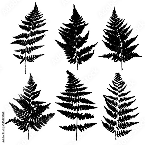 vector fern leaves silhouettes