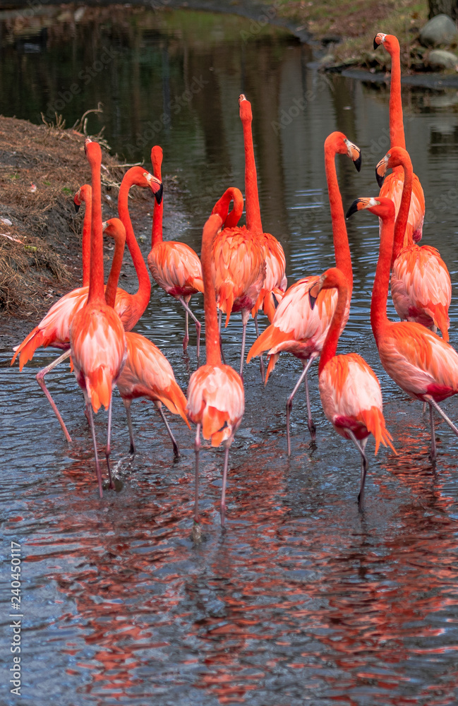 Bright Orange and Pink Feathers on a Flock of Ping Flamingos in a Pond Bright Orange and Pink Feathers on a Flock of Ping Flamingos in a Pond