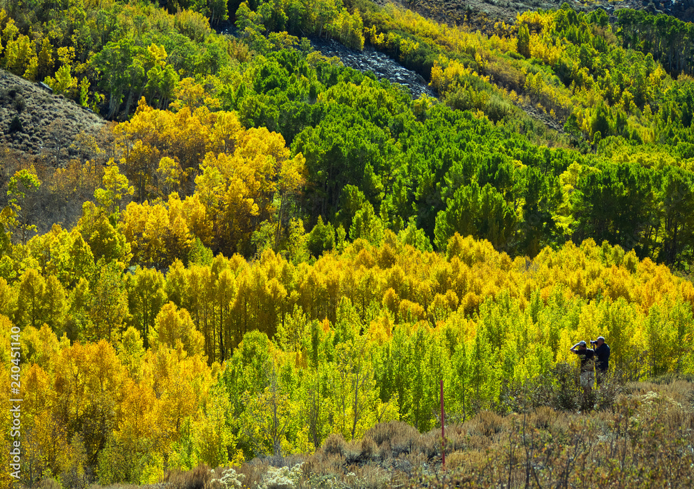 Fall color in Eastern Sierra