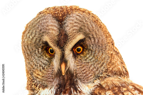 Portrait of owl close up isolated. © shymar27