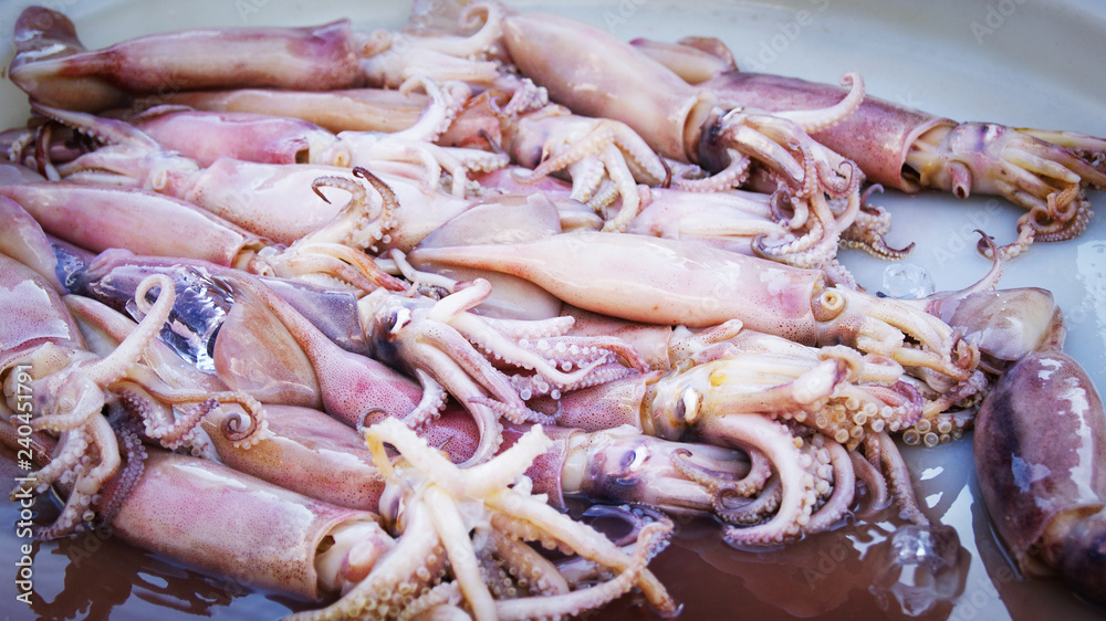 Fresh Squid - pile of raw Squid in the seafood market Fresh Squid - pile of raw Squid in the seafood market