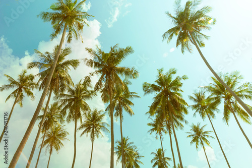 Coconut palm trees, cloudy sky © PhotoSeka