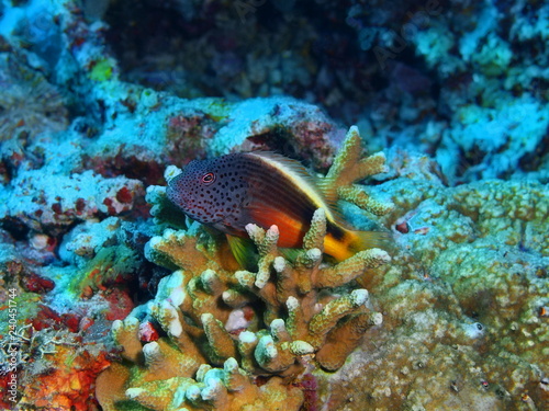 Fototapeta Naklejka Na Ścianę i Meble -  Coral fish