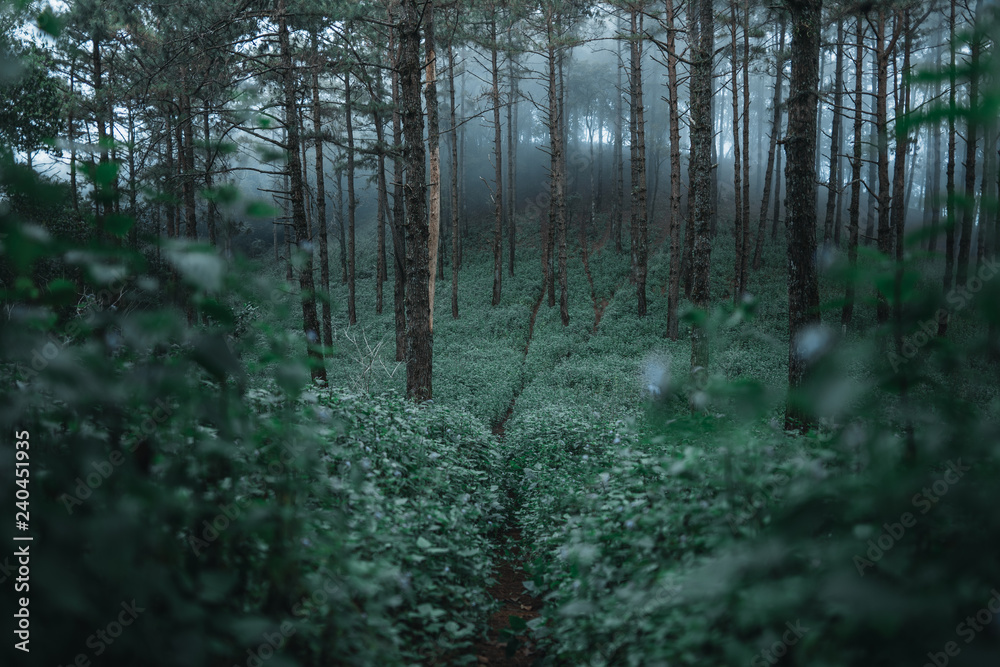 Fototapeta premium In the dark forest Wild tourist Fog and trees