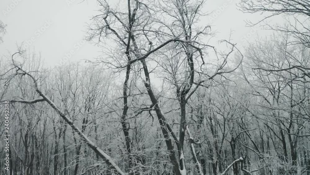Snow winter forest Snow winter forest