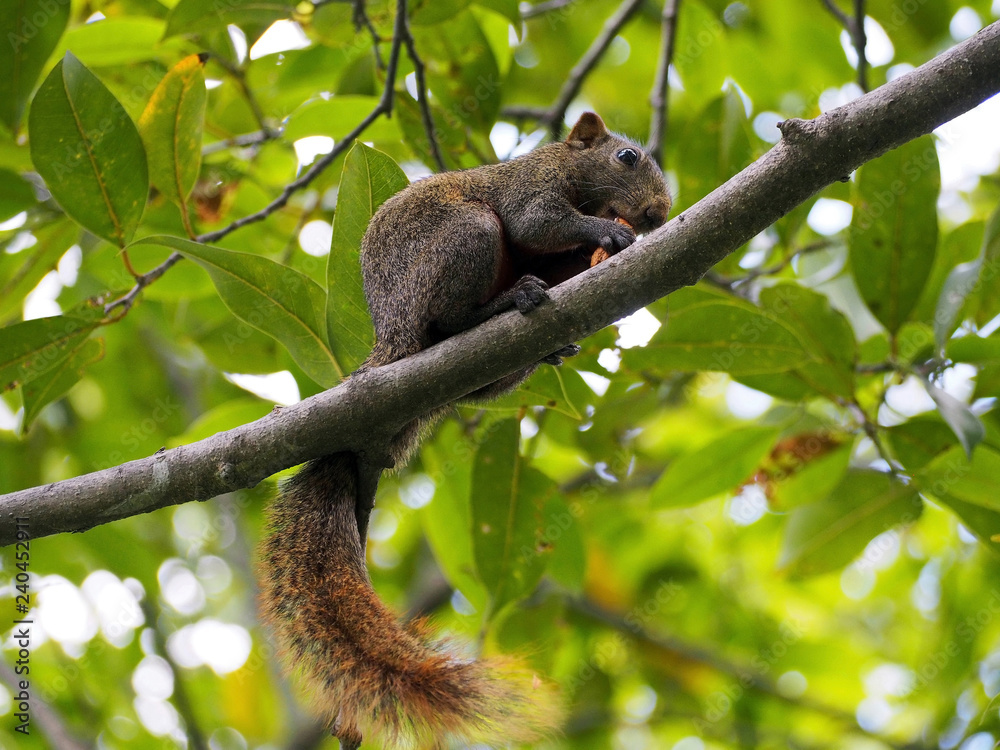 Fototapeta premium A Little Brown Squirrel Eating Peanut on the Tree in the City Park