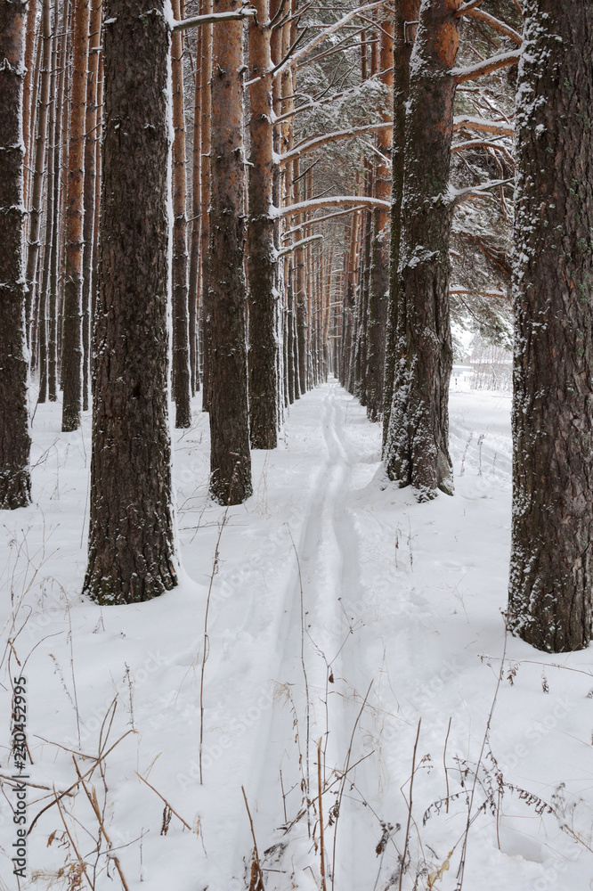 Ski track in winter forest