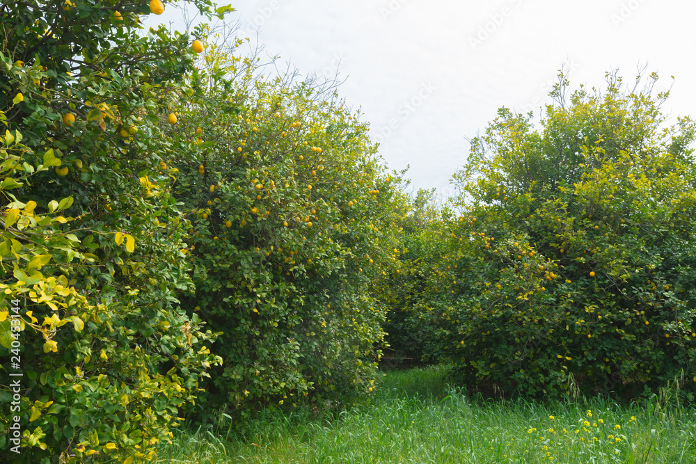 Fototapeta premium natural green trees and bushes background with path