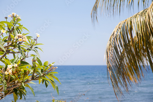 Plumeria tree and palm leaf on the background of the sea.