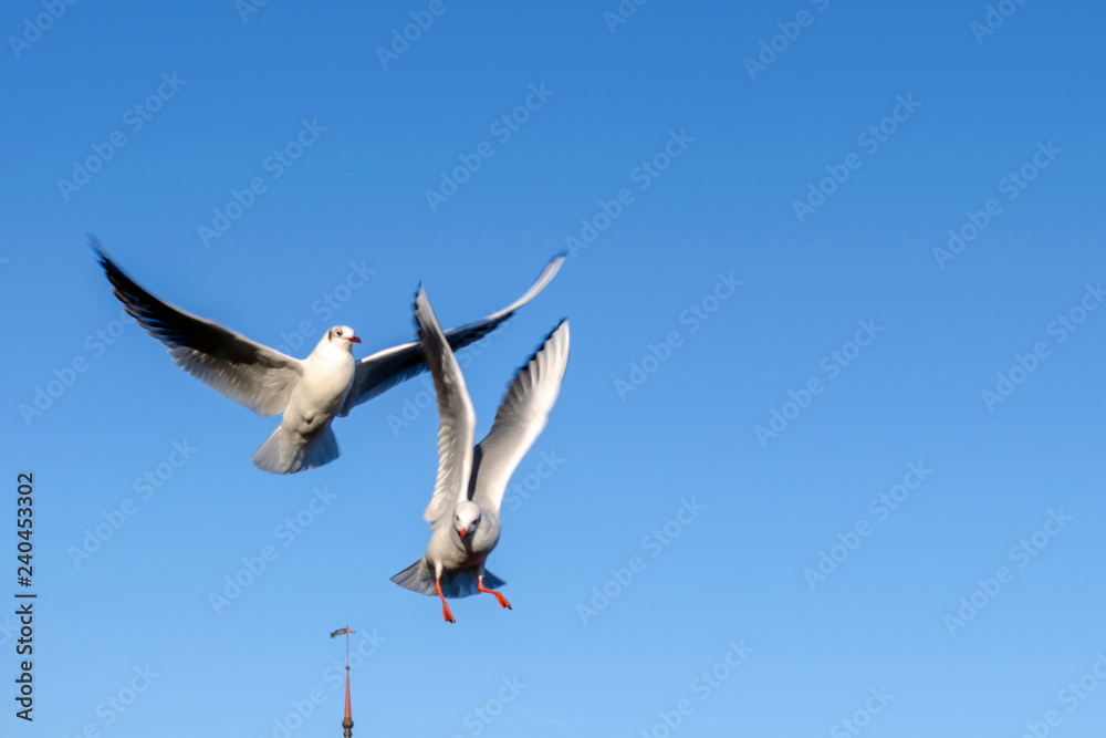 Obraz premium Two white seagulls against a blue sky
