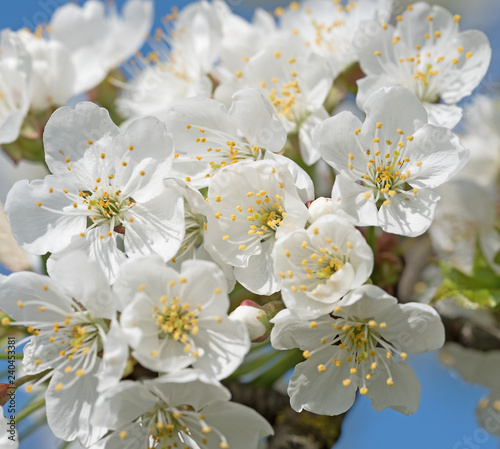 Blüten der Süßkirsche, Prunus avium