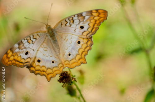 Victorinini Butterfly Outdoor