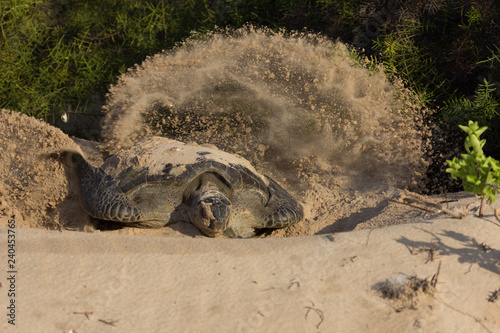 Fototapeta Gallapagos sea turtle