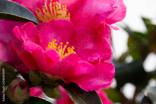 Fototapeta Naklejka Na Ścianę i Meble -  鮮やかなピンクの山茶花の花