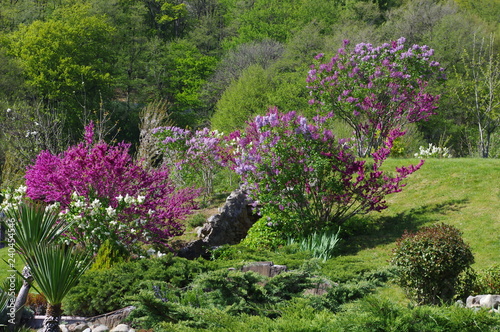 Fototapeta Naklejka Na Ścianę i Meble -  flowers in the garden