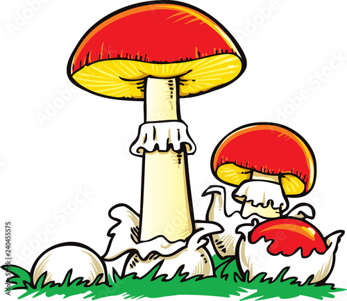 amanita caesarea - Vector