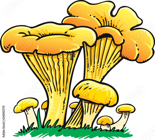 Cantharellus cibarius