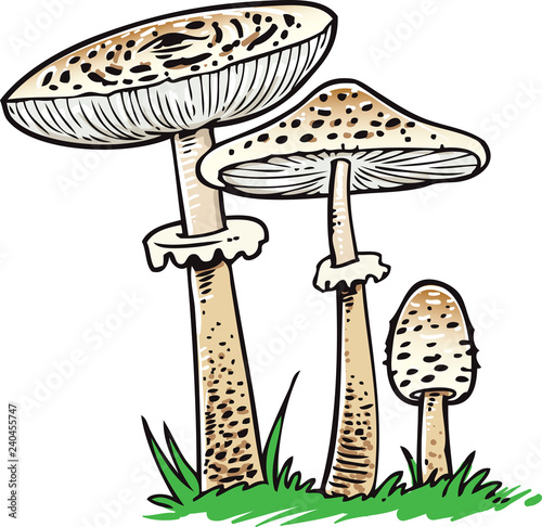 Macrolepiota procera