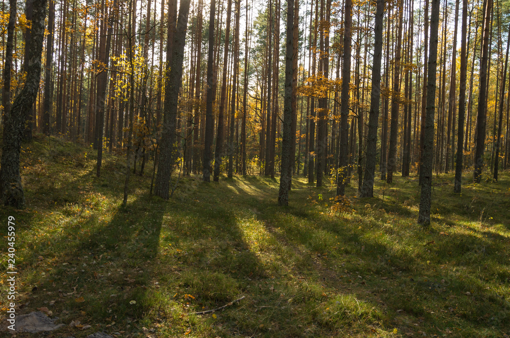 beautiful mixed autumn forest lit by sunlight in Russia