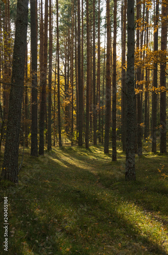beautiful mixed autumn forest lit by sunlight in Russia © Сергей Зенцев