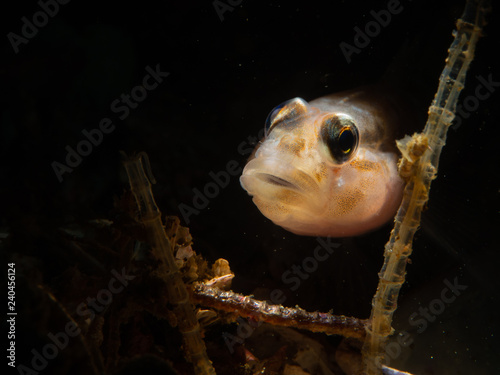Goby peeking out, Monterey