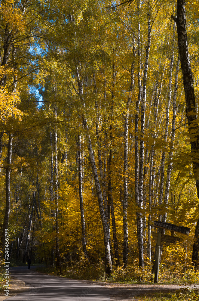 beautiful mixed autumn forest lit by sunlight in Russia