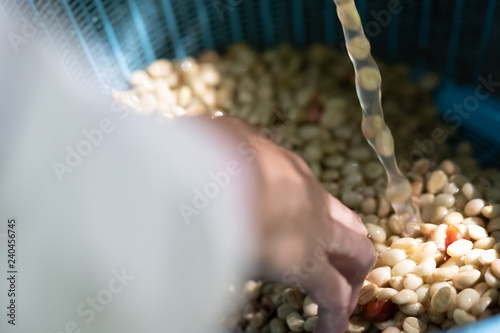 raw organic coffee beans washing in coffee processing, selective focus