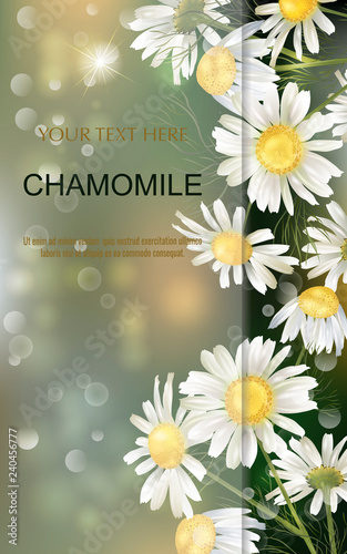 Vector banner with chamomile flowers for invitation, packaging, cosmetics, perfume, healthy food. Space for text.