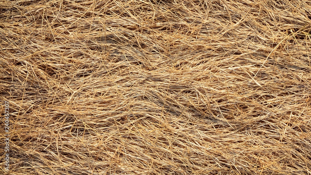 closeup straw at roof hut in the countryside closeup straw at roof hut in the countryside
