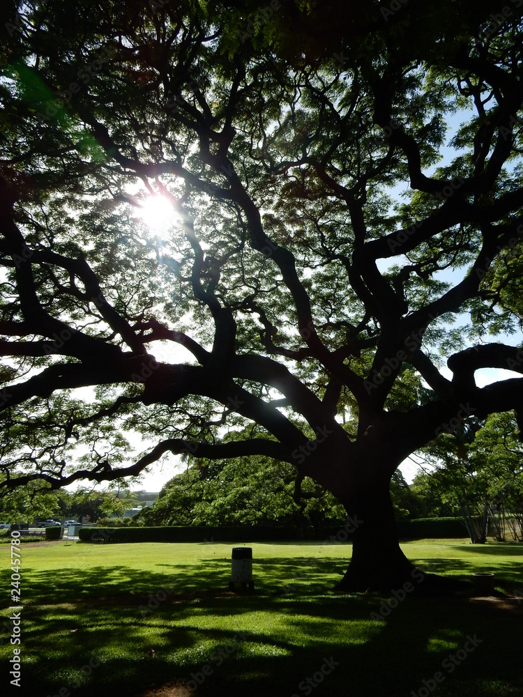 Obraz premium 木（ハワイ・モアナルアガーデン）