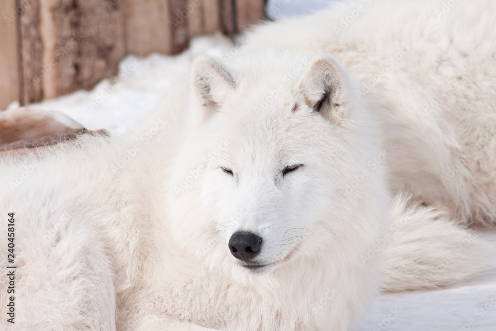 Wild alaskan tundra wolf is snoozing on white snow. Canis lupus arctos. Wild alaskan tundra wolf is snoozing on white snow. Canis lupus arctos.