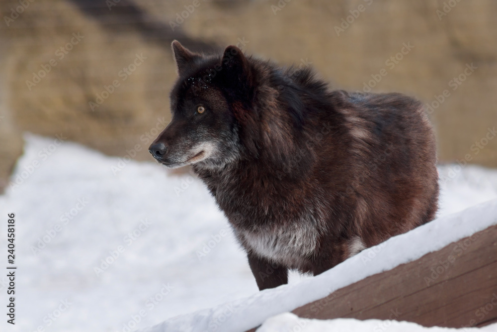 Naklejka premium Wild black canadian wolf is standing on white snow. Canis lupus pambasileus.
