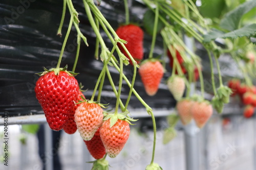 いちご狩り