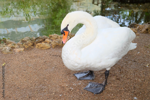 Swan in zoo