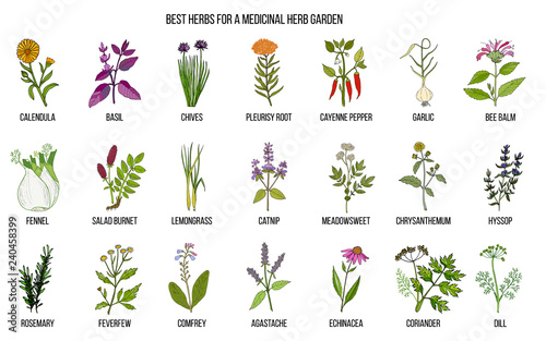 Best herbs to grow in your medicinal garden