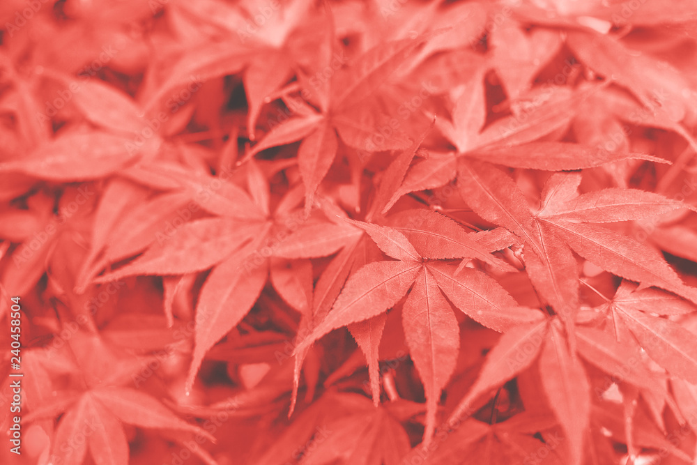 Red Japanese maple