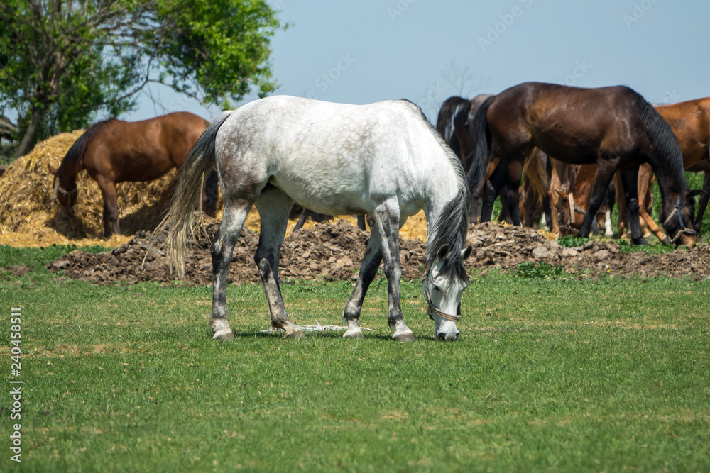 Big white horse with a small group of horses grazing in a small field with tree
